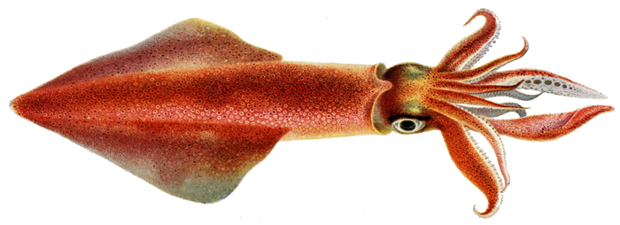 Céphalopodes 